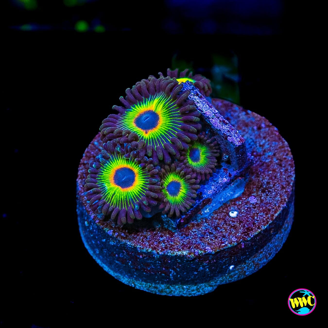 WWC Bob Marley Zoanthids