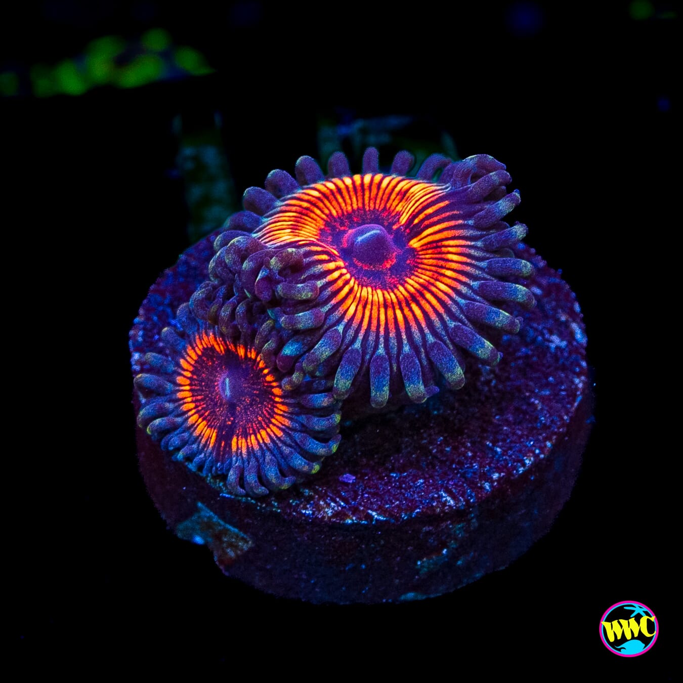 Armor of God Zoanthids