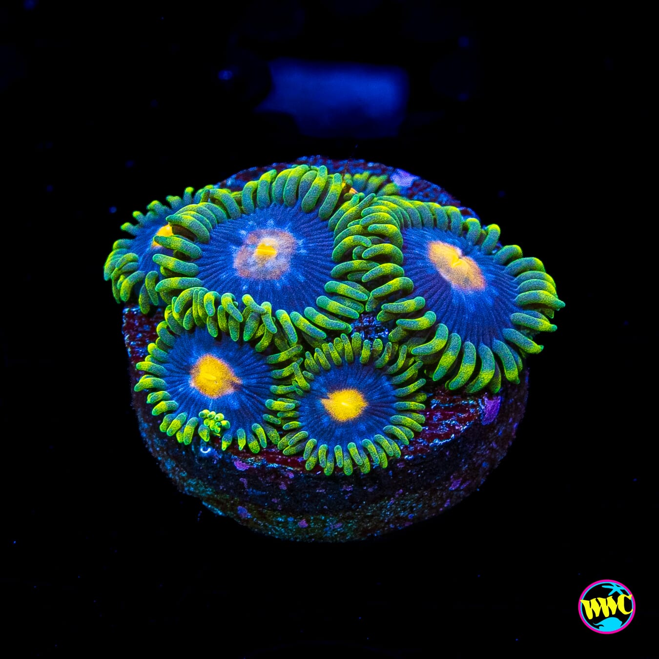 WWC Oasis Zoanthids