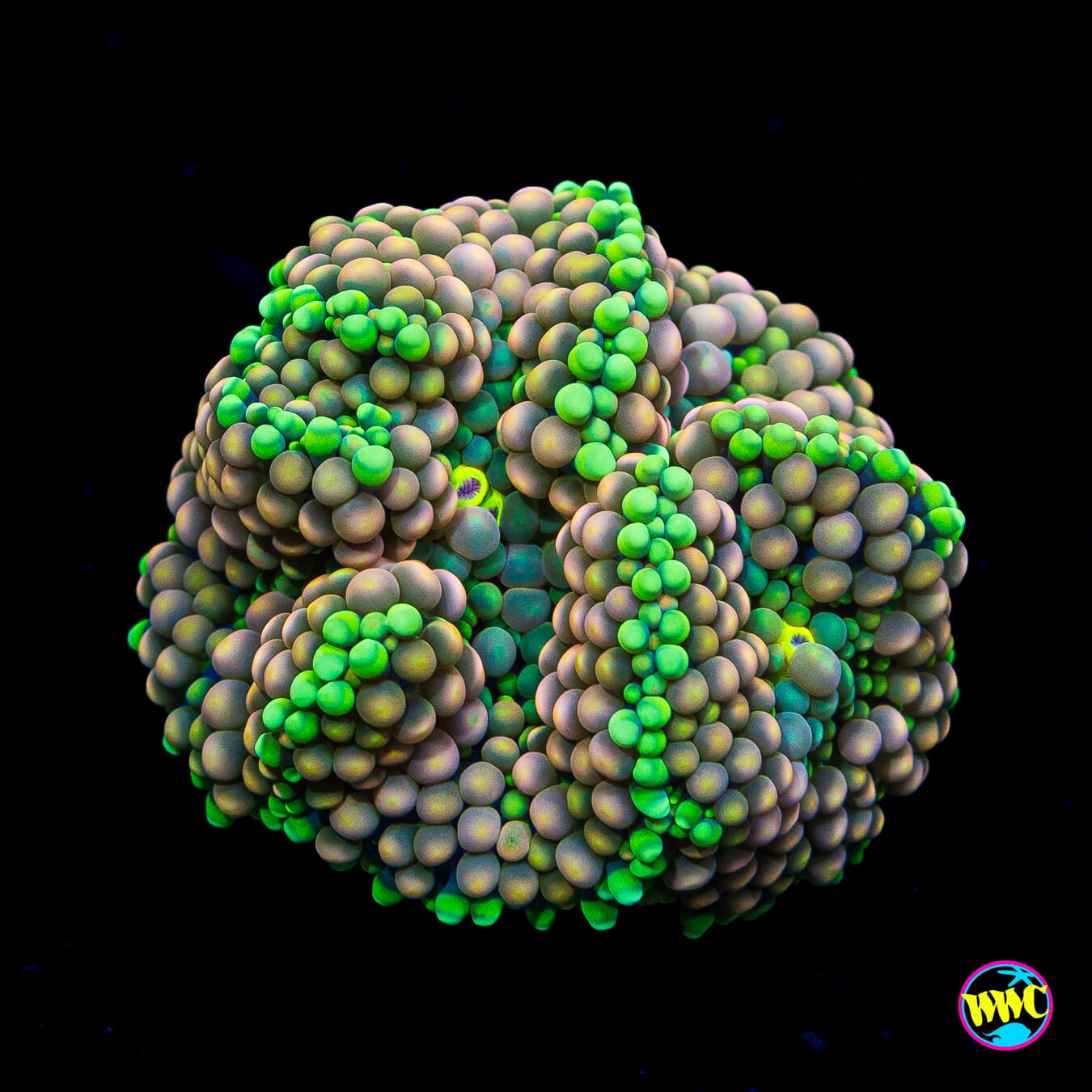 Peachy King Ricordea Mushroom