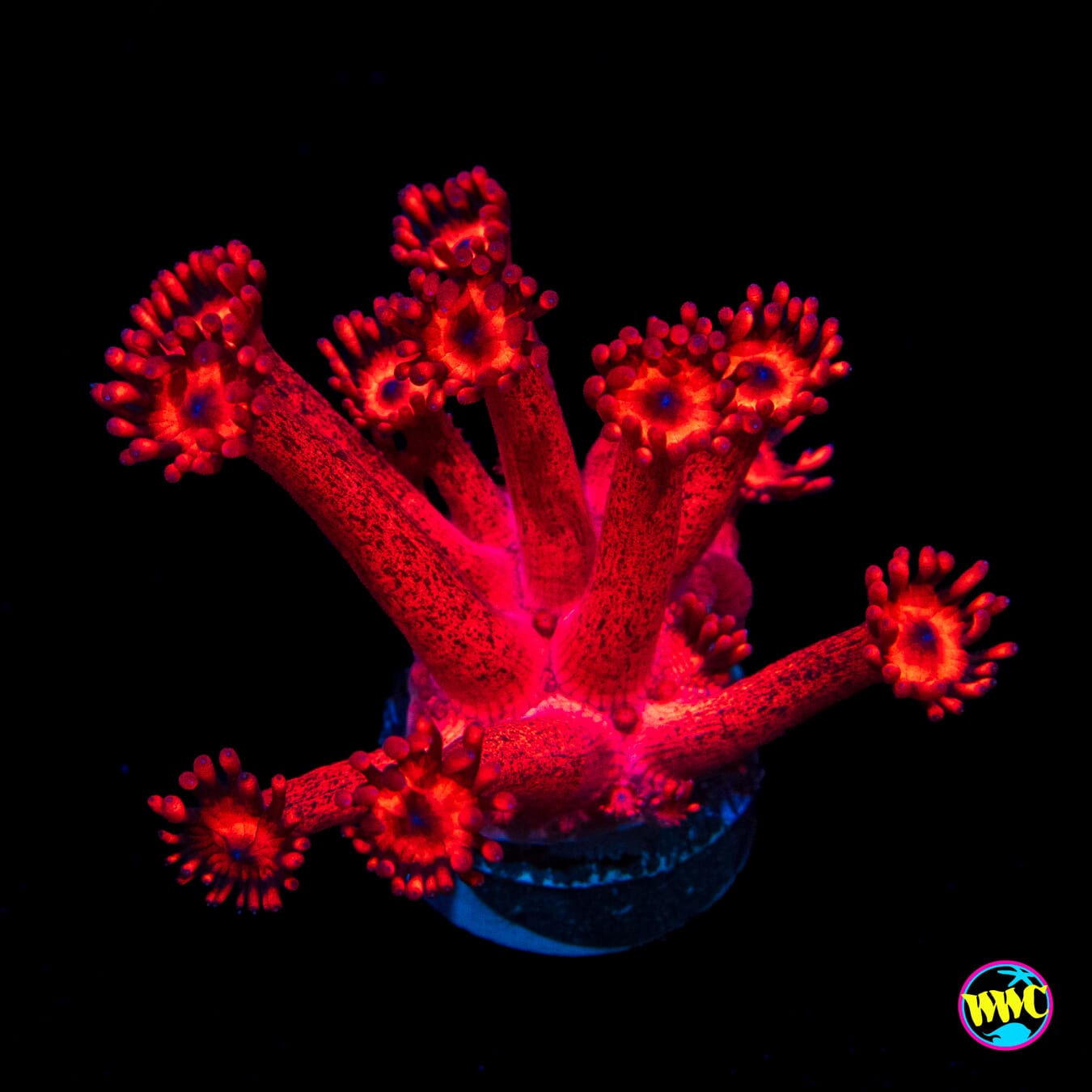 WWC Ragin Rojo Goniopora
