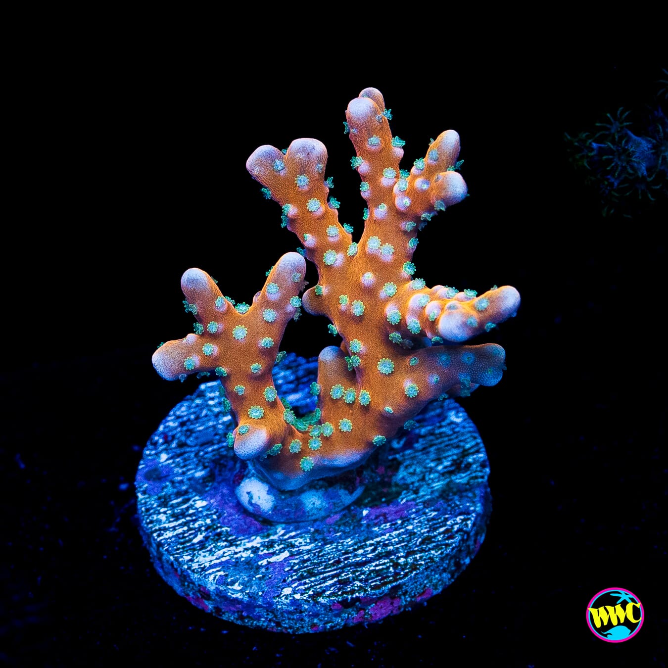 RR Tropicana Anacropora