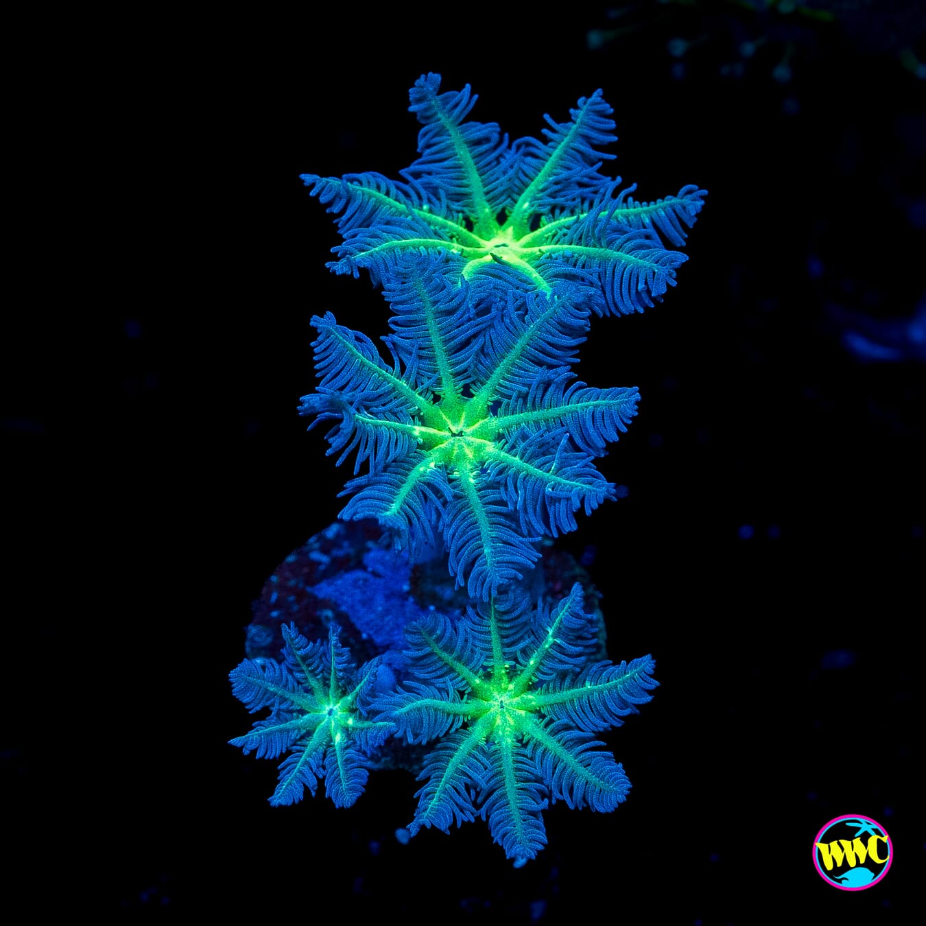Neon Clove Polyps
