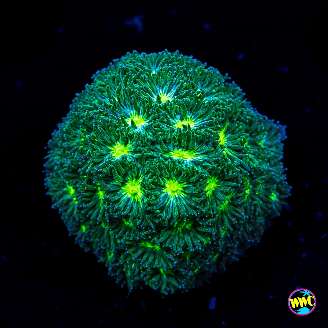 WWC Slimetime Leptastrea