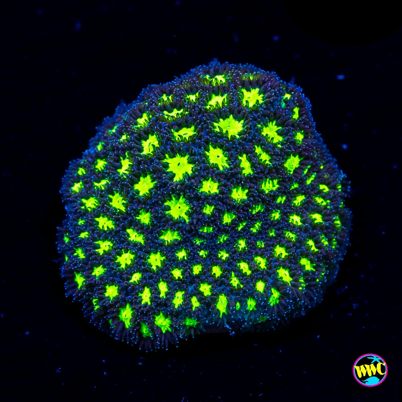 WWC Spooky Leptastrea