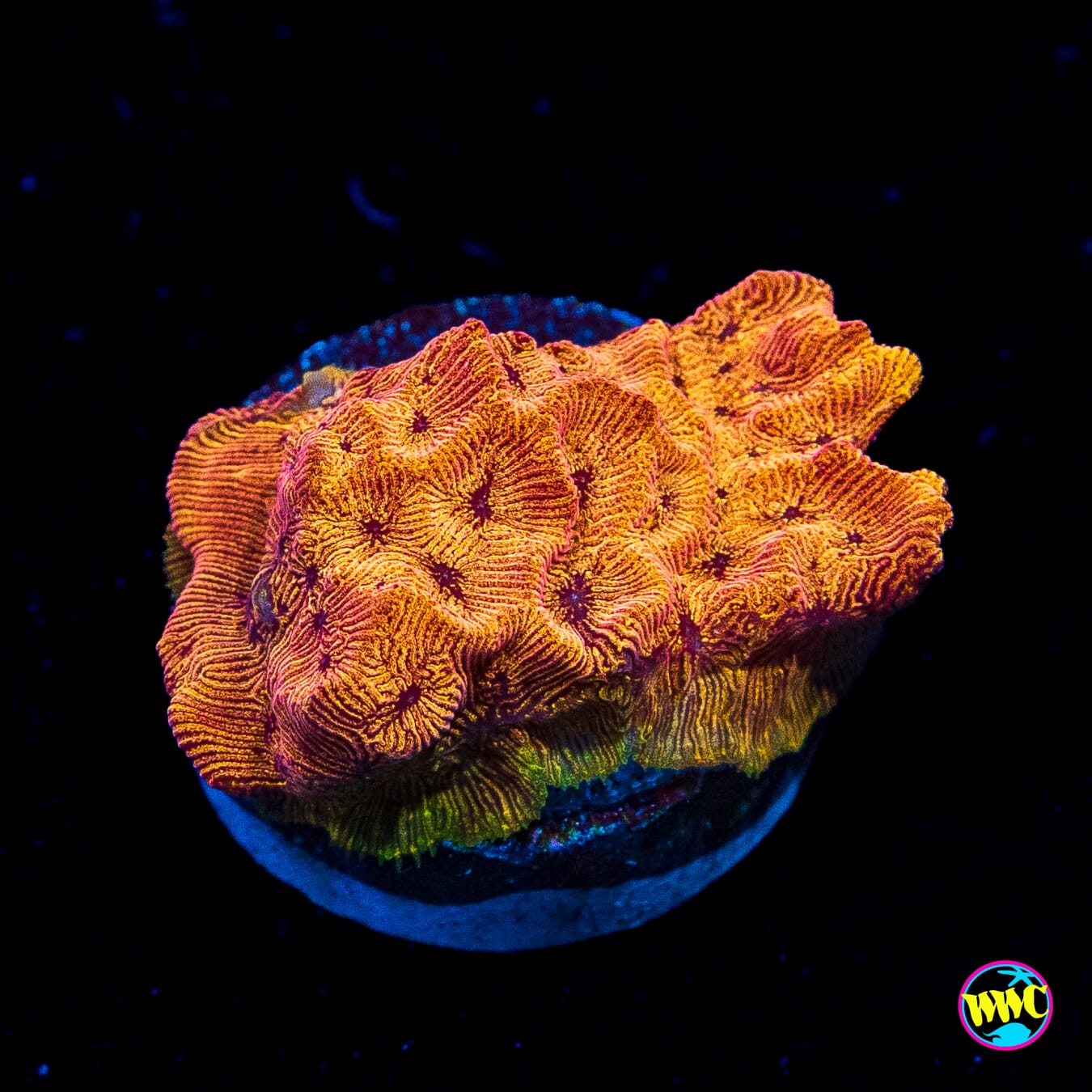 WWC BBQ Chip Leptoseris