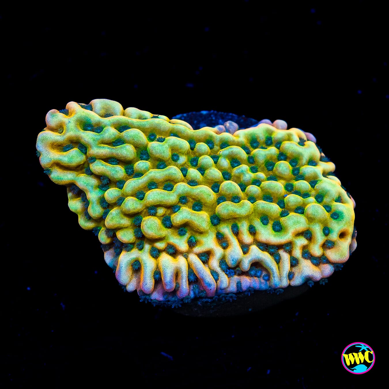 Jason Fox Beach Bum Montipora