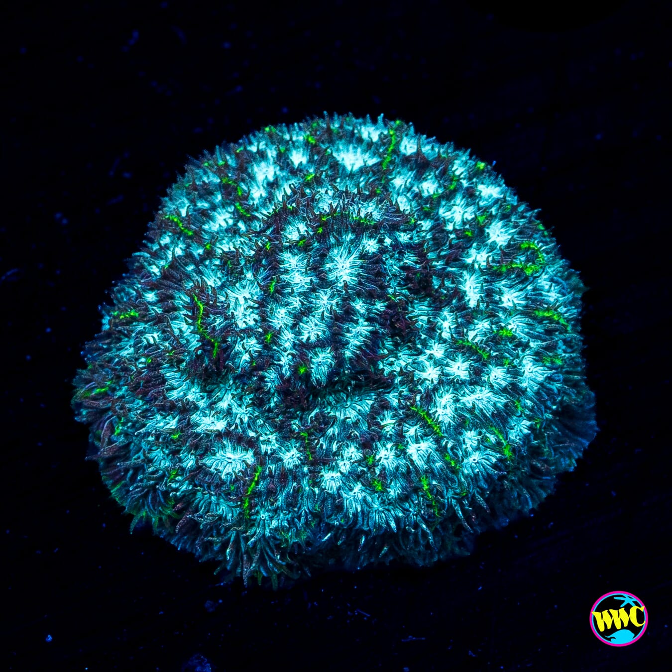 WWC Snakebite Leptoseris