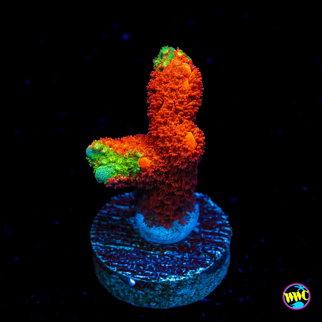 WWC Contraband Grafted Digitata Montipora
