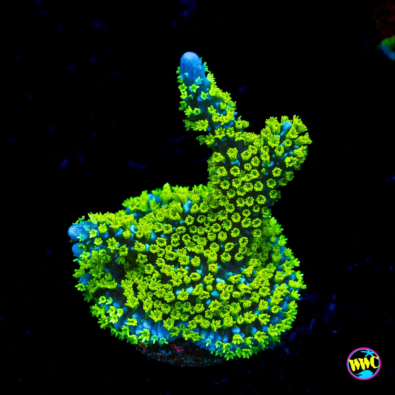 Tubbs Stellata Montipora