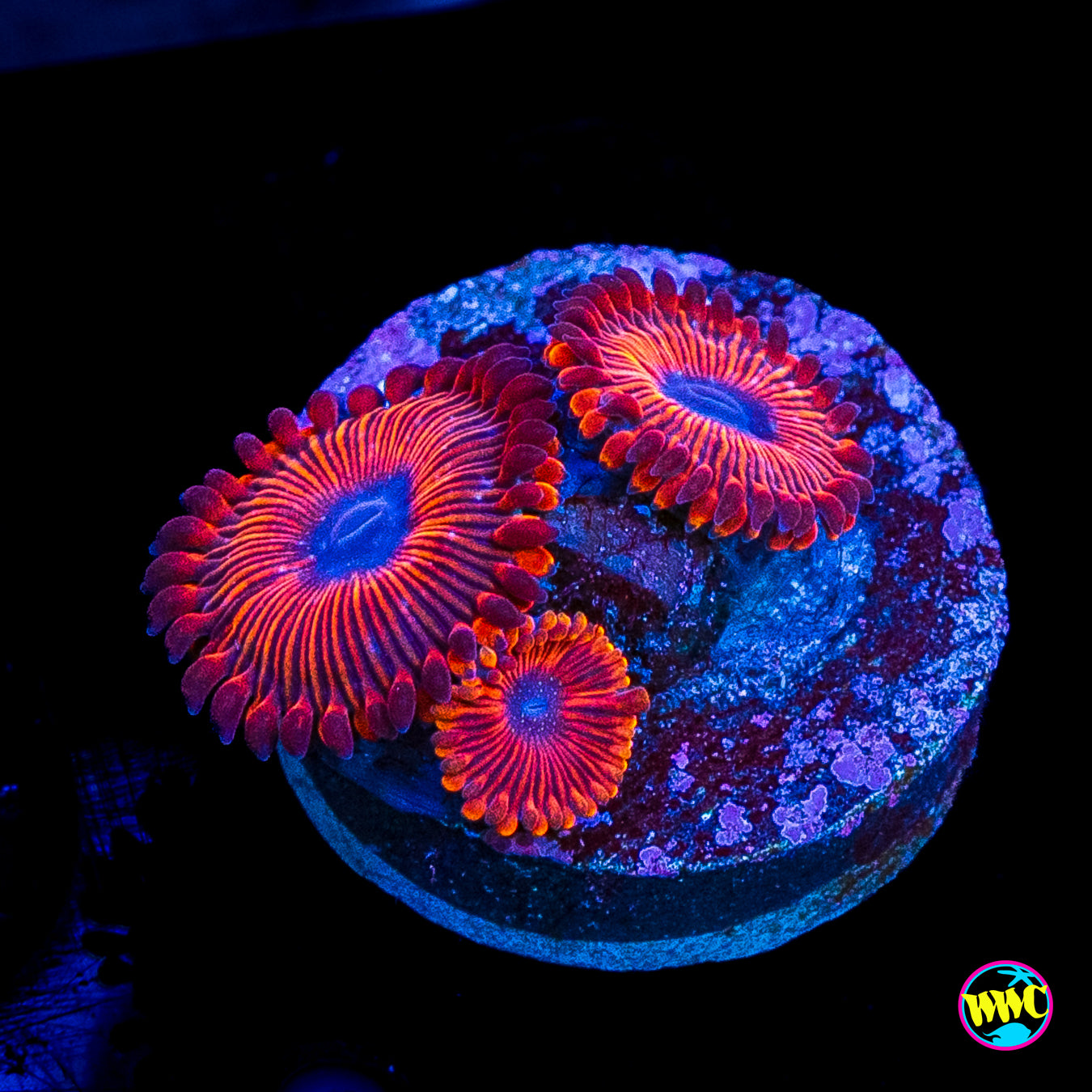 Scarlet Wizard Zoanthids