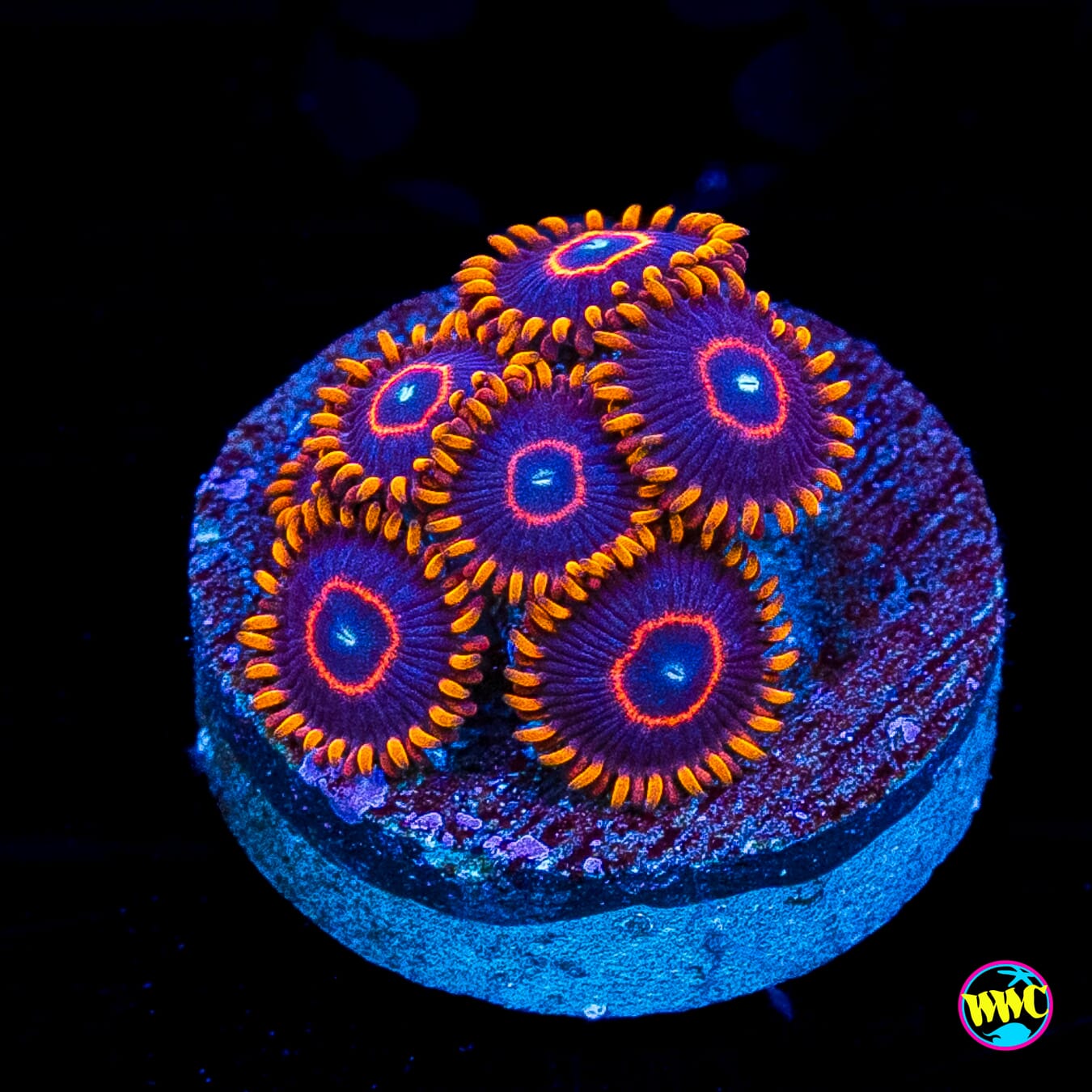 Red Hornet Zoanthids