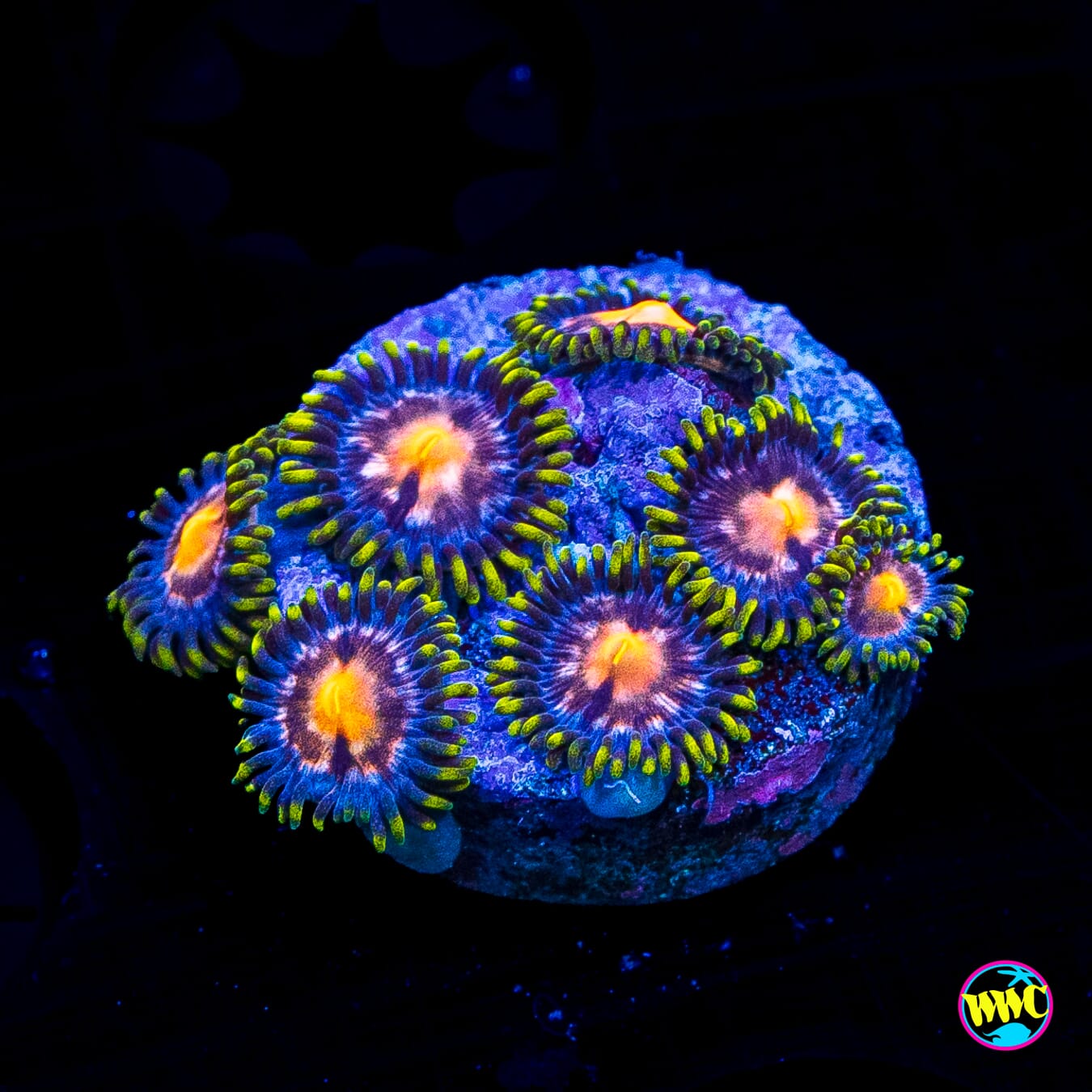 Purple Pinwheel Zoanthids