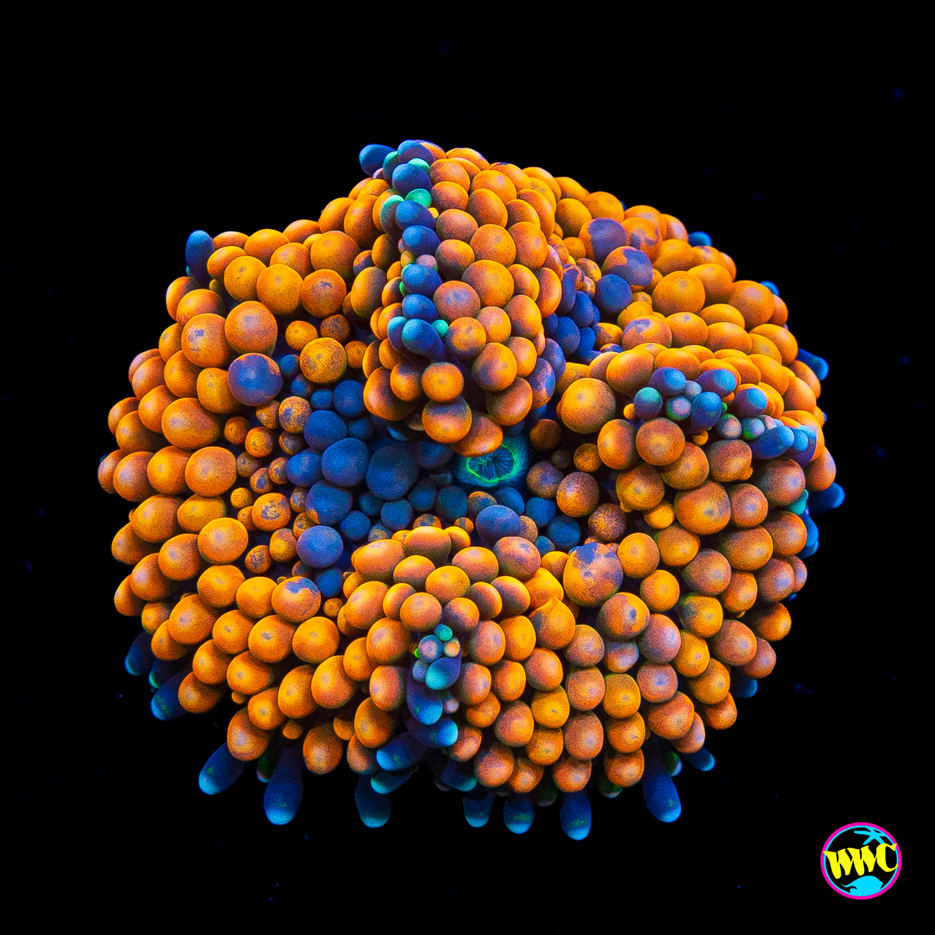 Serdipity Ricordea Mushroom