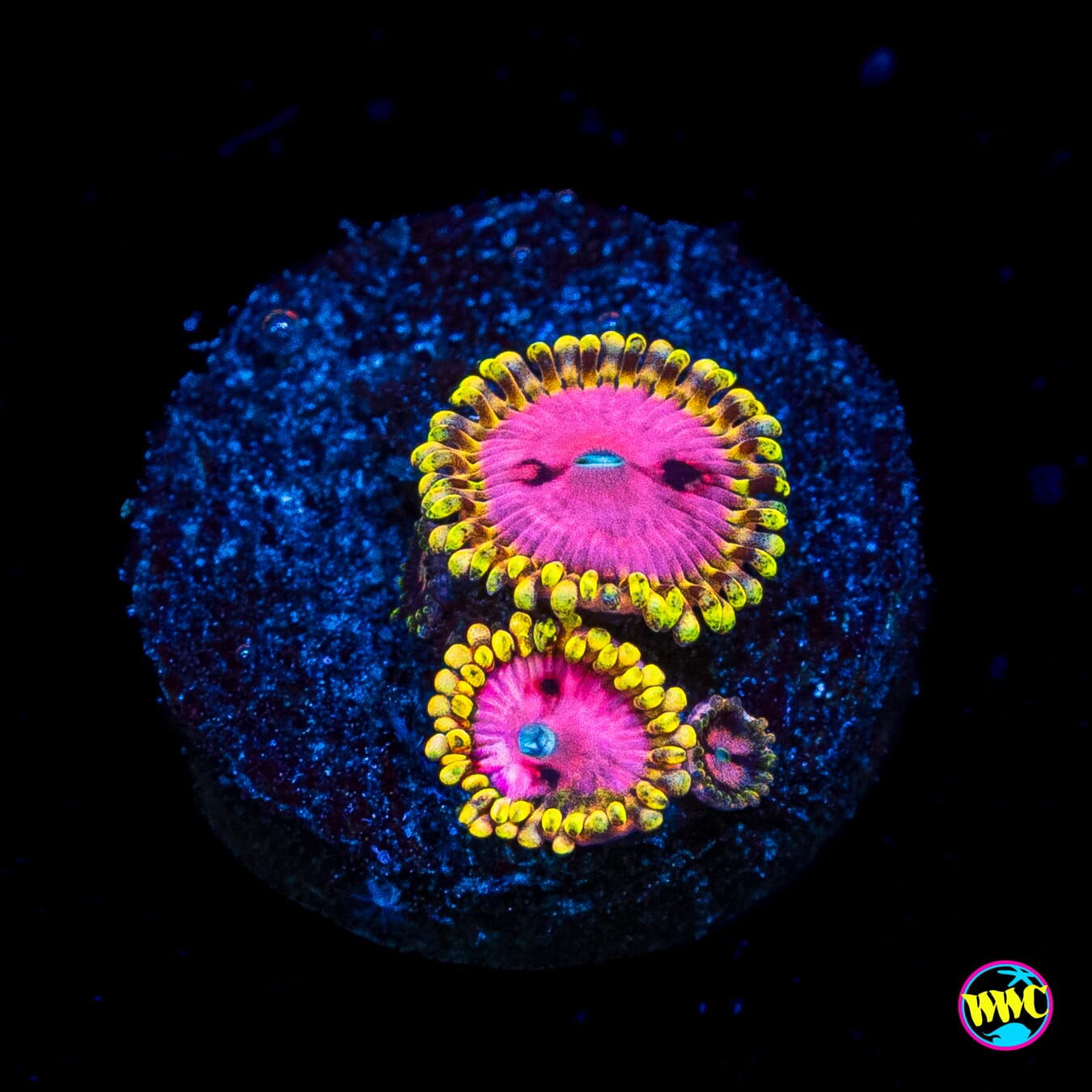 RR Pink Diamond Zoanthids
