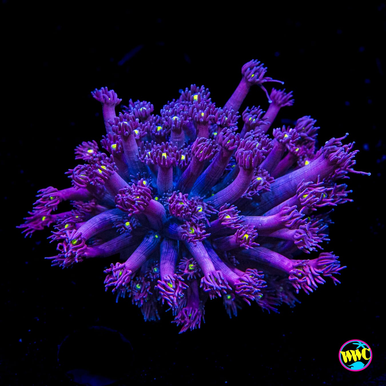 Great Grape Goniopora