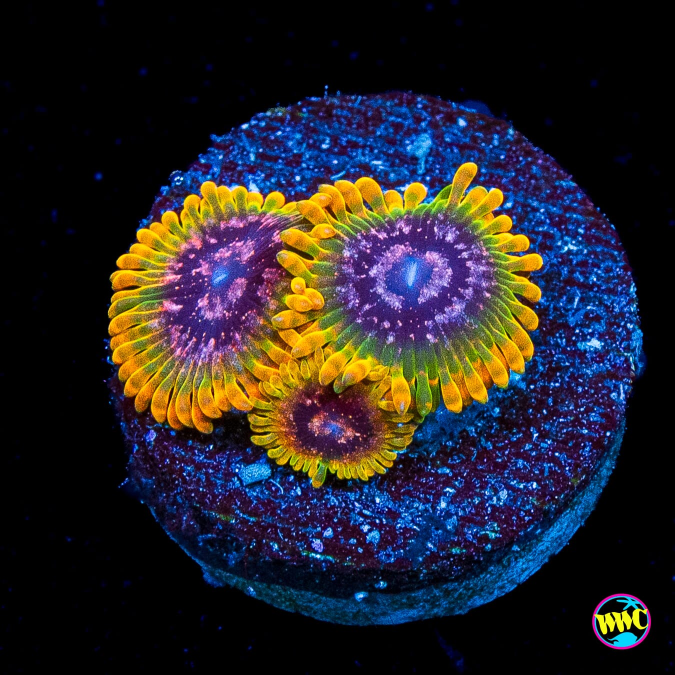Jason Fox Acid Reflux Zoanthids