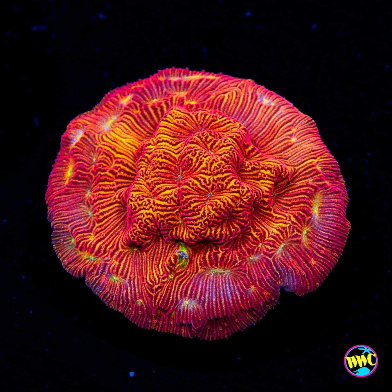 WWC Firebird Leptoseris