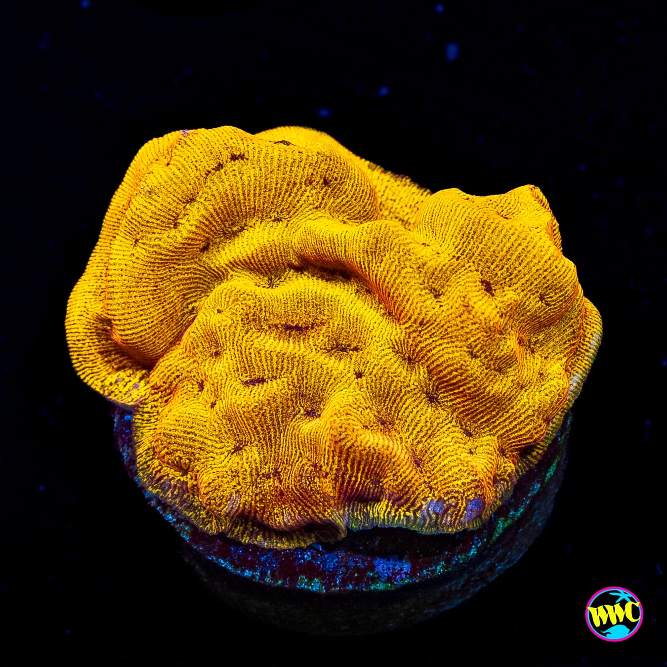 CC Tangerine Juice Leptoseris