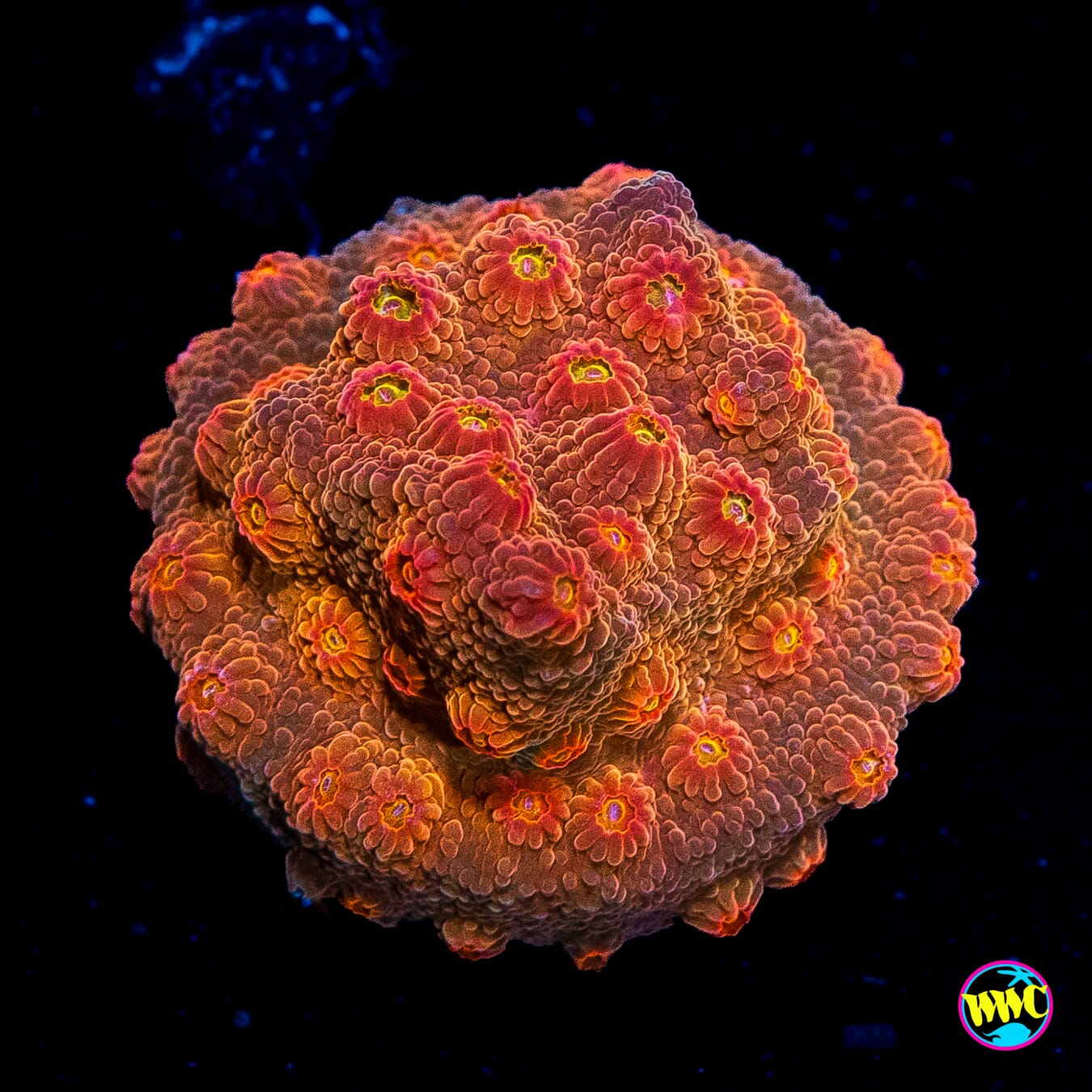 WWC Flicka Flame Cyphastrea
