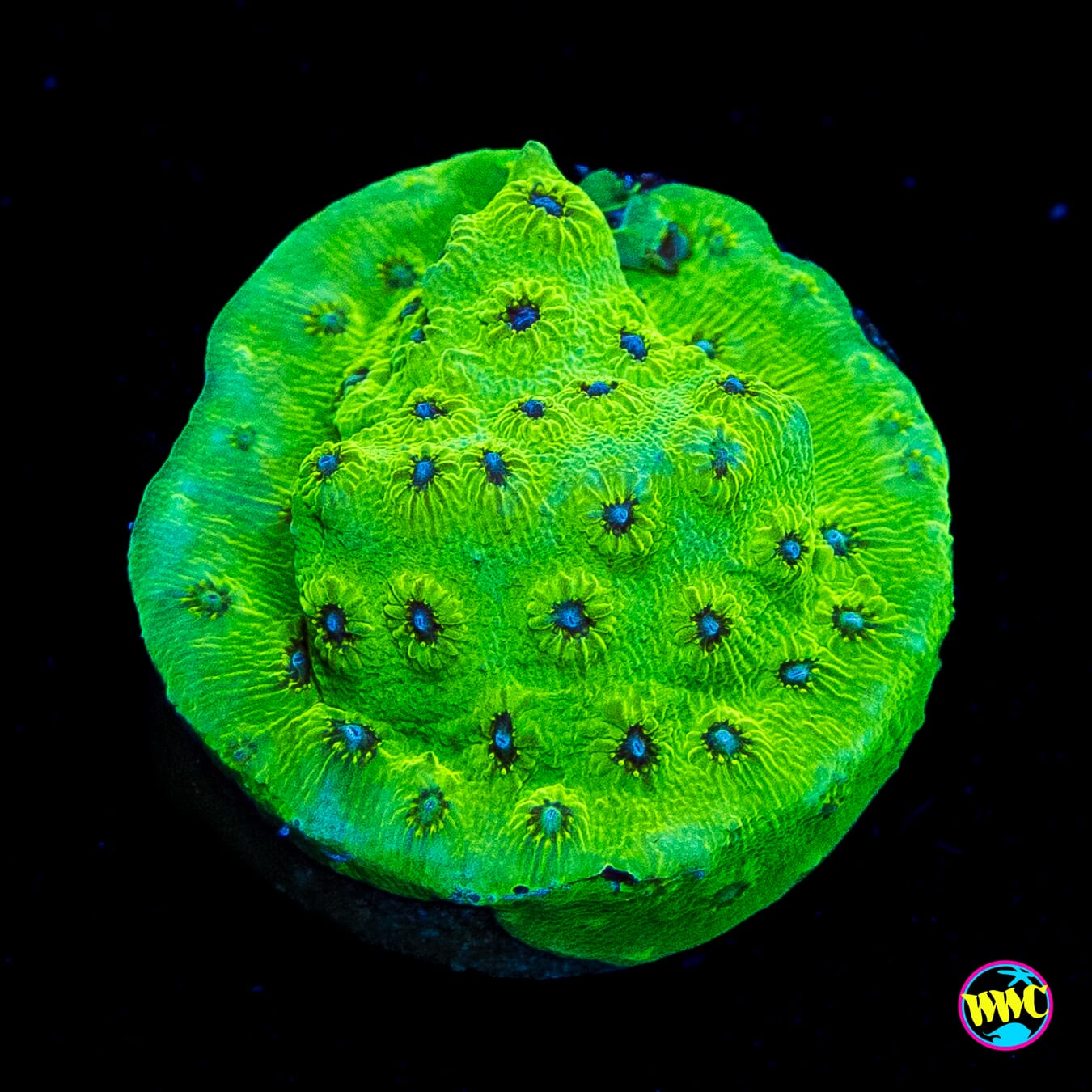 WWC Leapfrog Cyphastrea