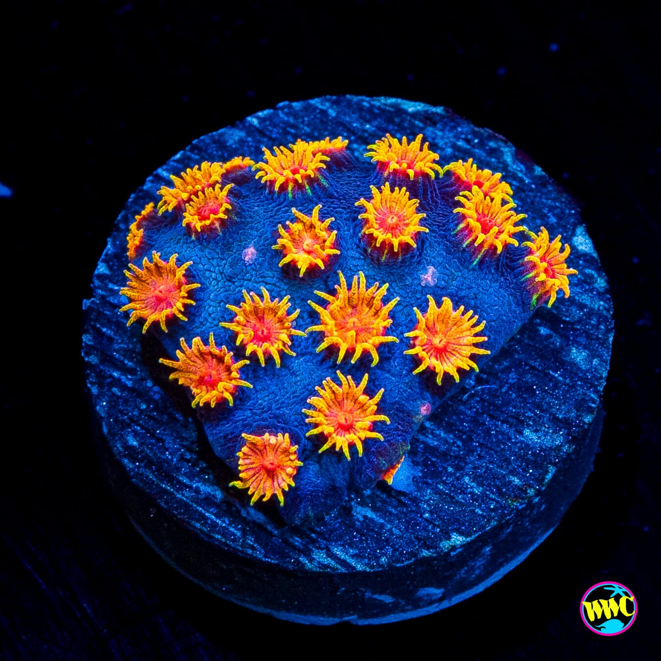 WWC Bizarro Cyphastrea