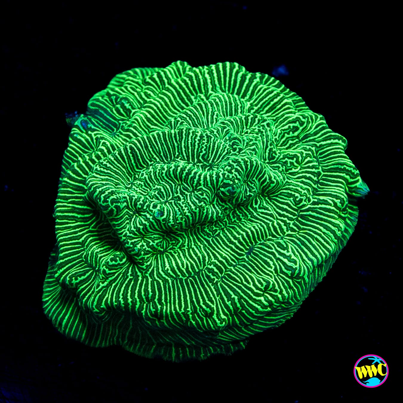 WWC Hulk Leptoseris