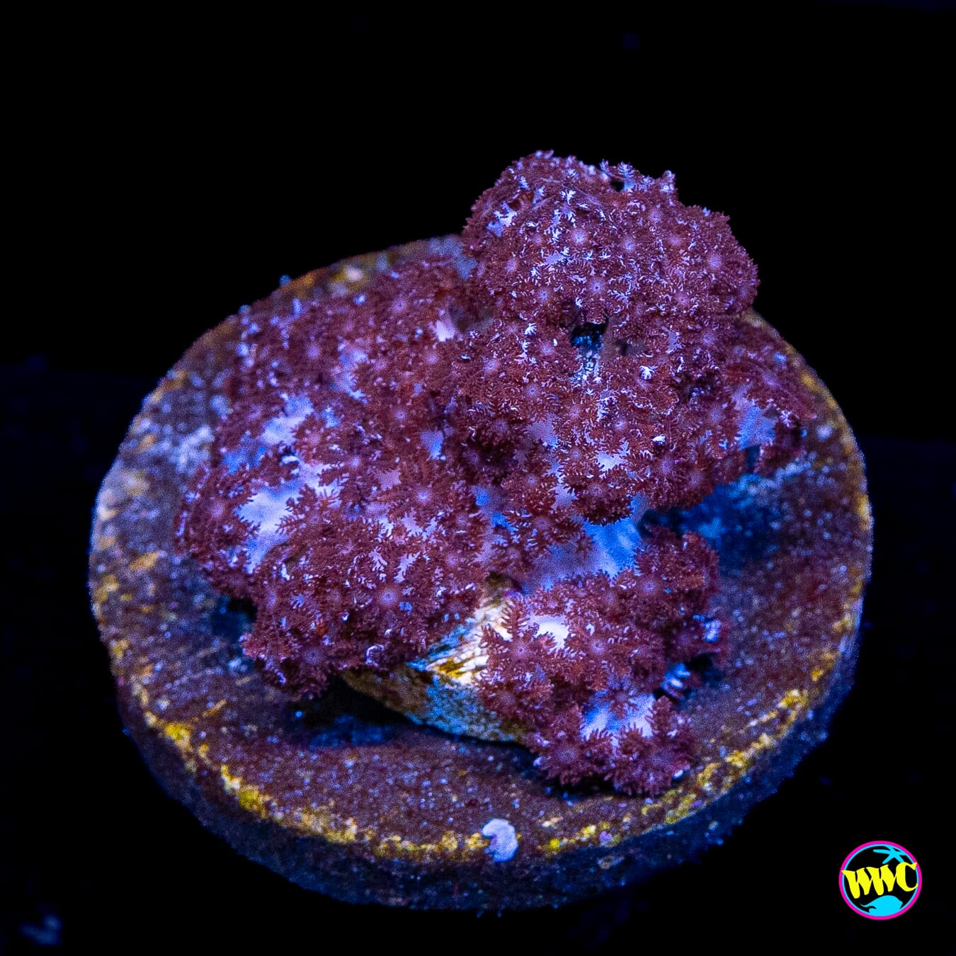 WWC Speckled Leather
