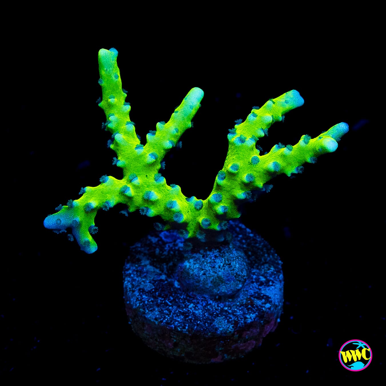 WWC Banana Hammock Anacropora