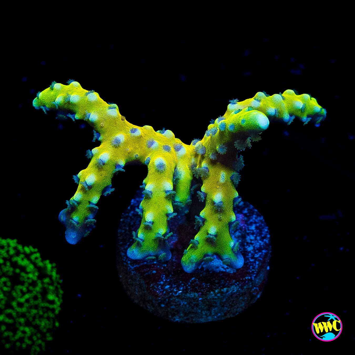 Golden Rod Grafted Anacropora