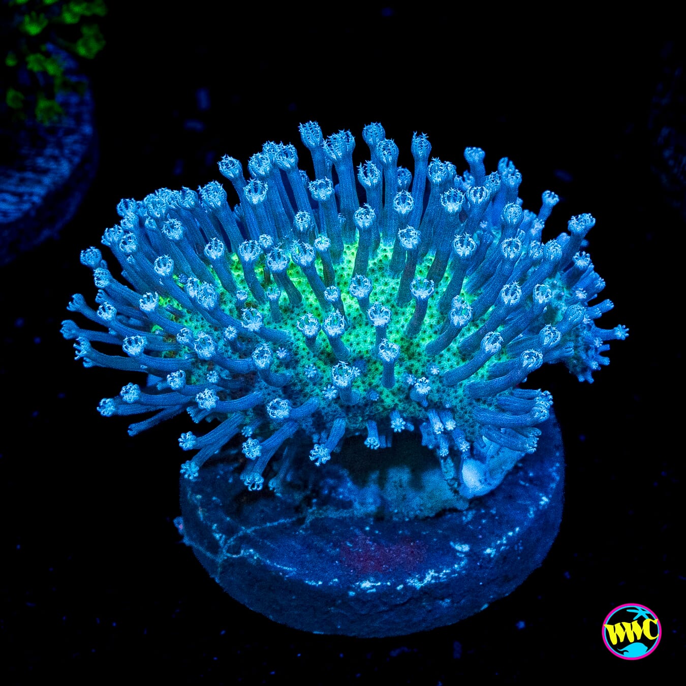 WWC Silver Polyp Toadstool Leather