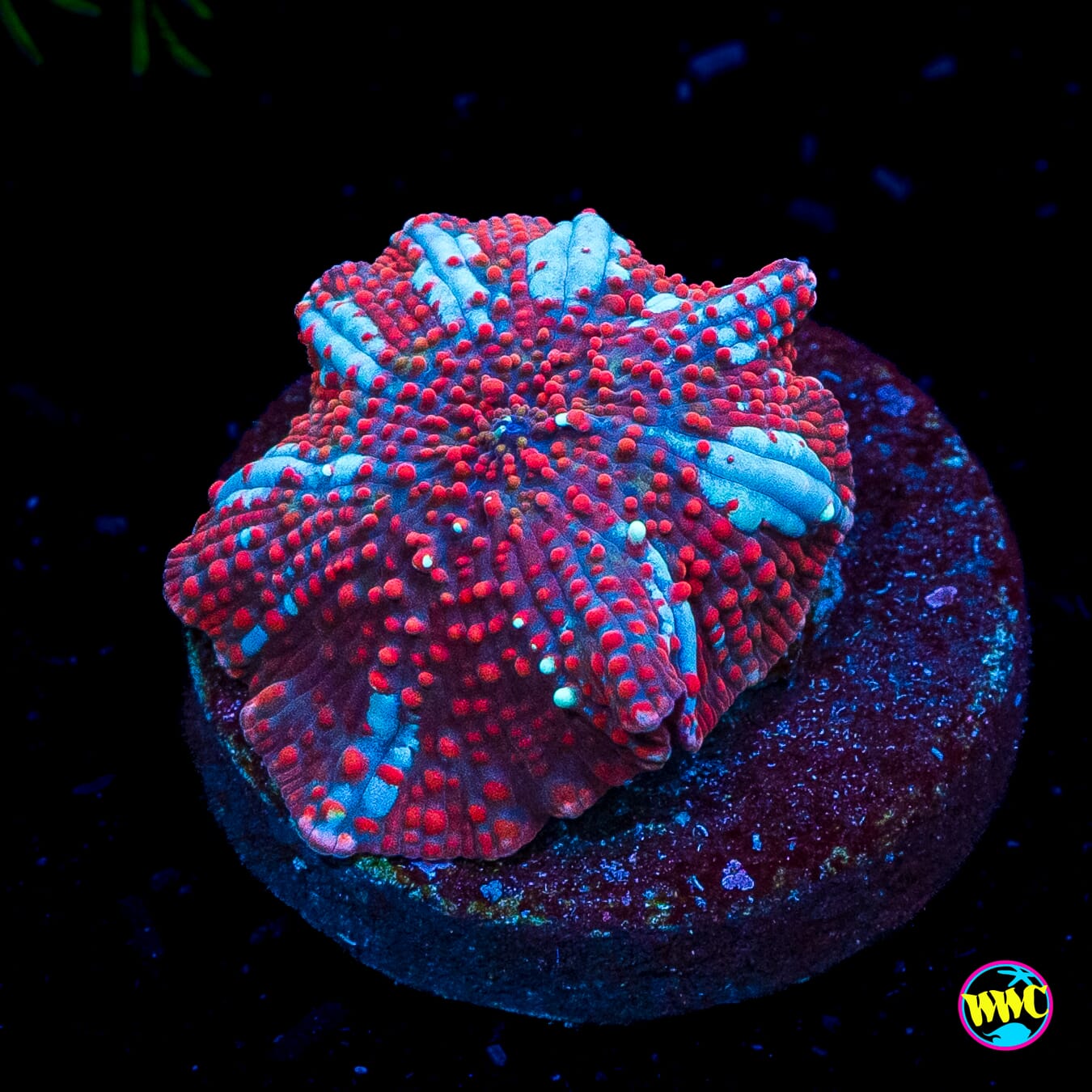 Red Interstellar Disco Mushroom