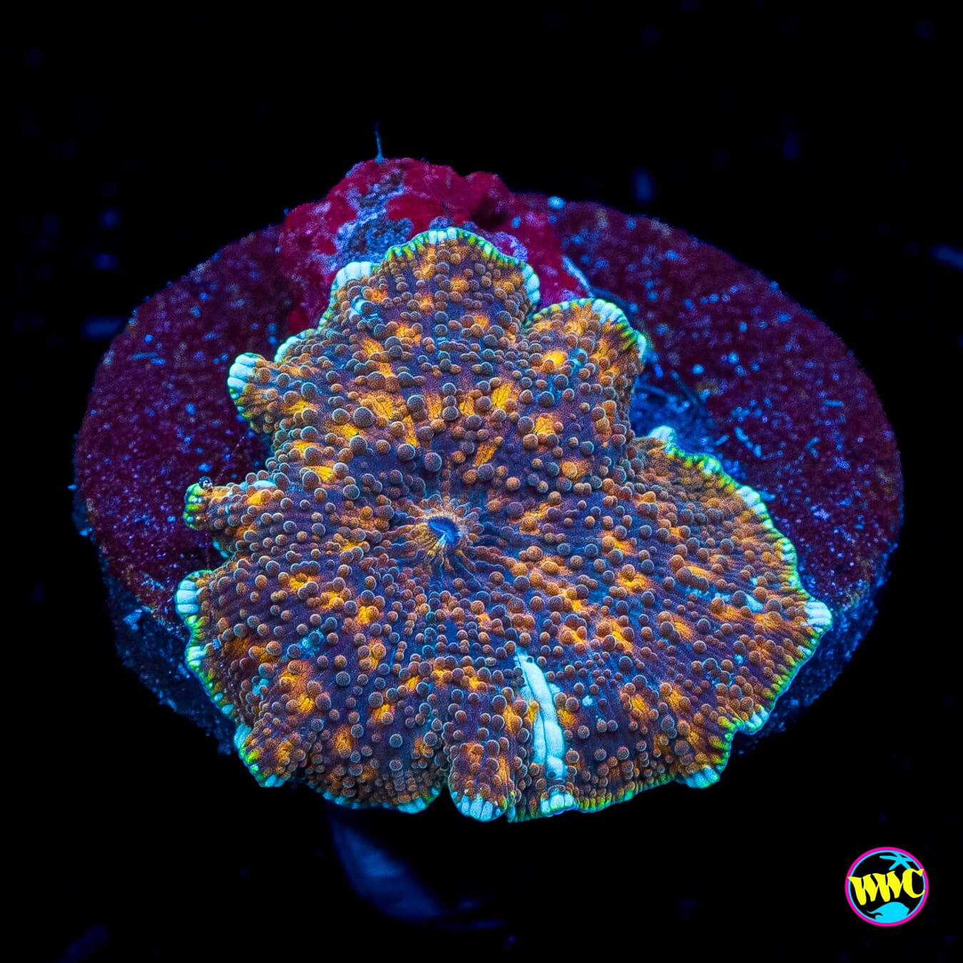 Bronze Iguana Disco Mushroom