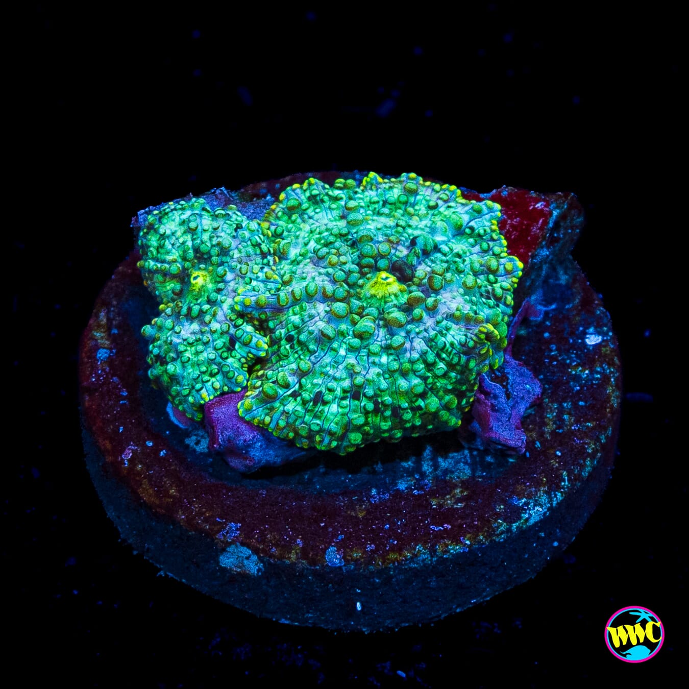 Trippin Iguana Disco Mushroom