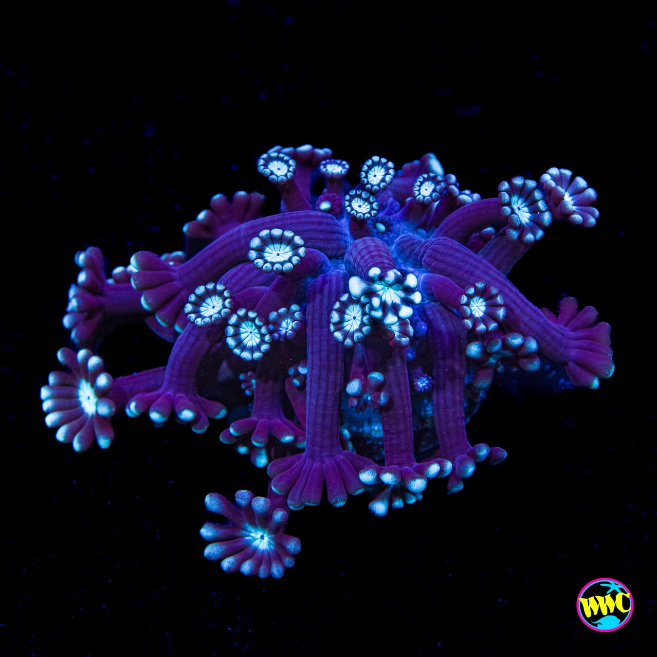 Nightmeer Before Christmas Alveopora