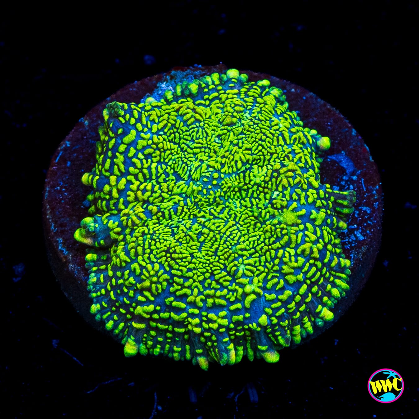Nukit Rhodactis Mushroom