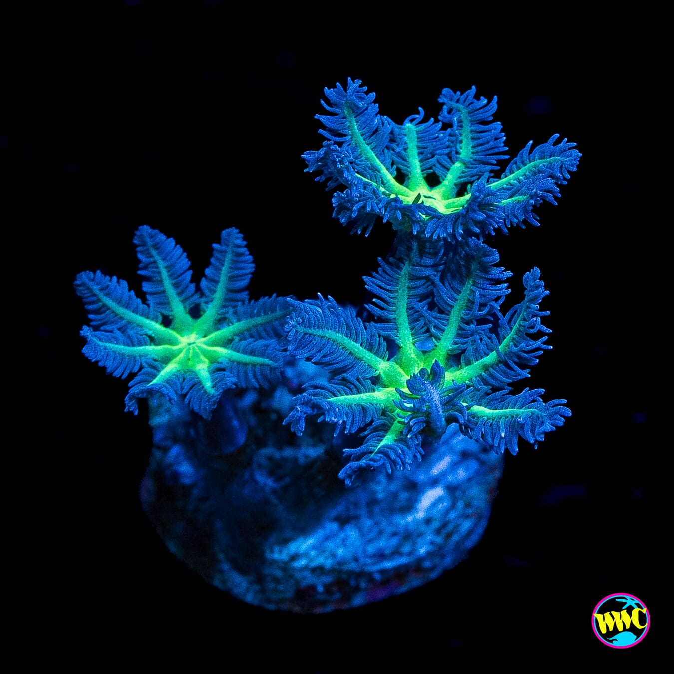Neon Clove Polyps
