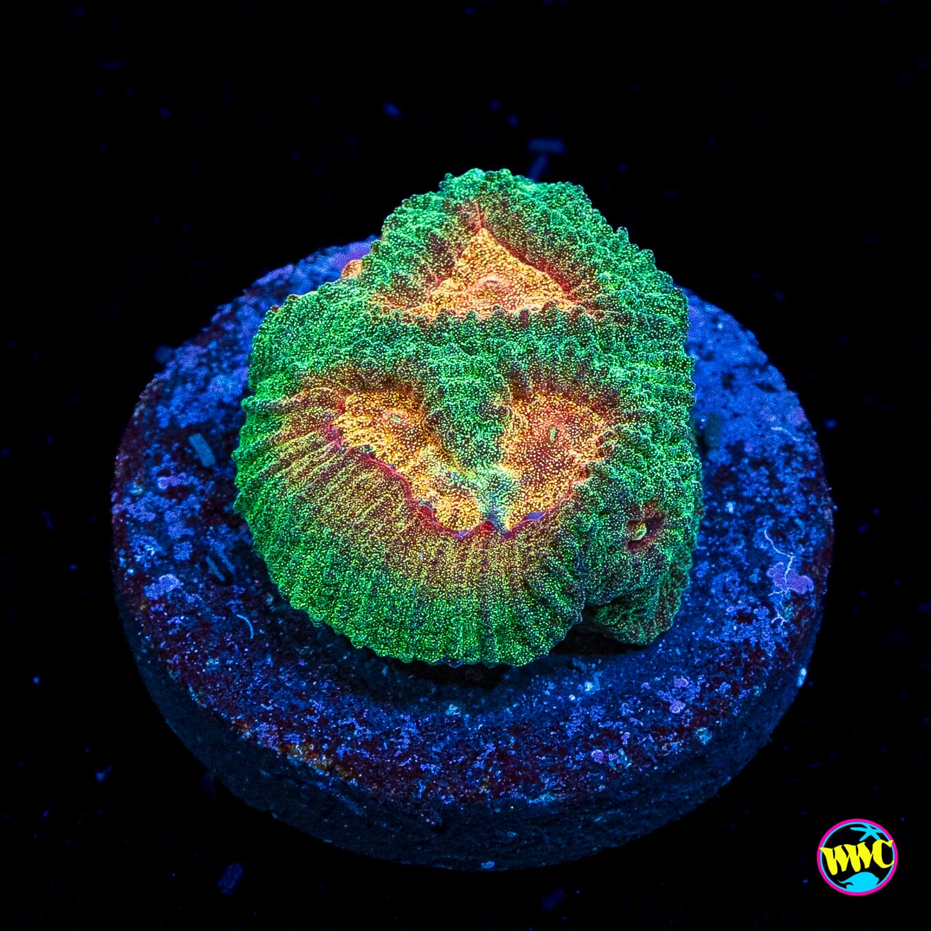 Honey Pot Favia
