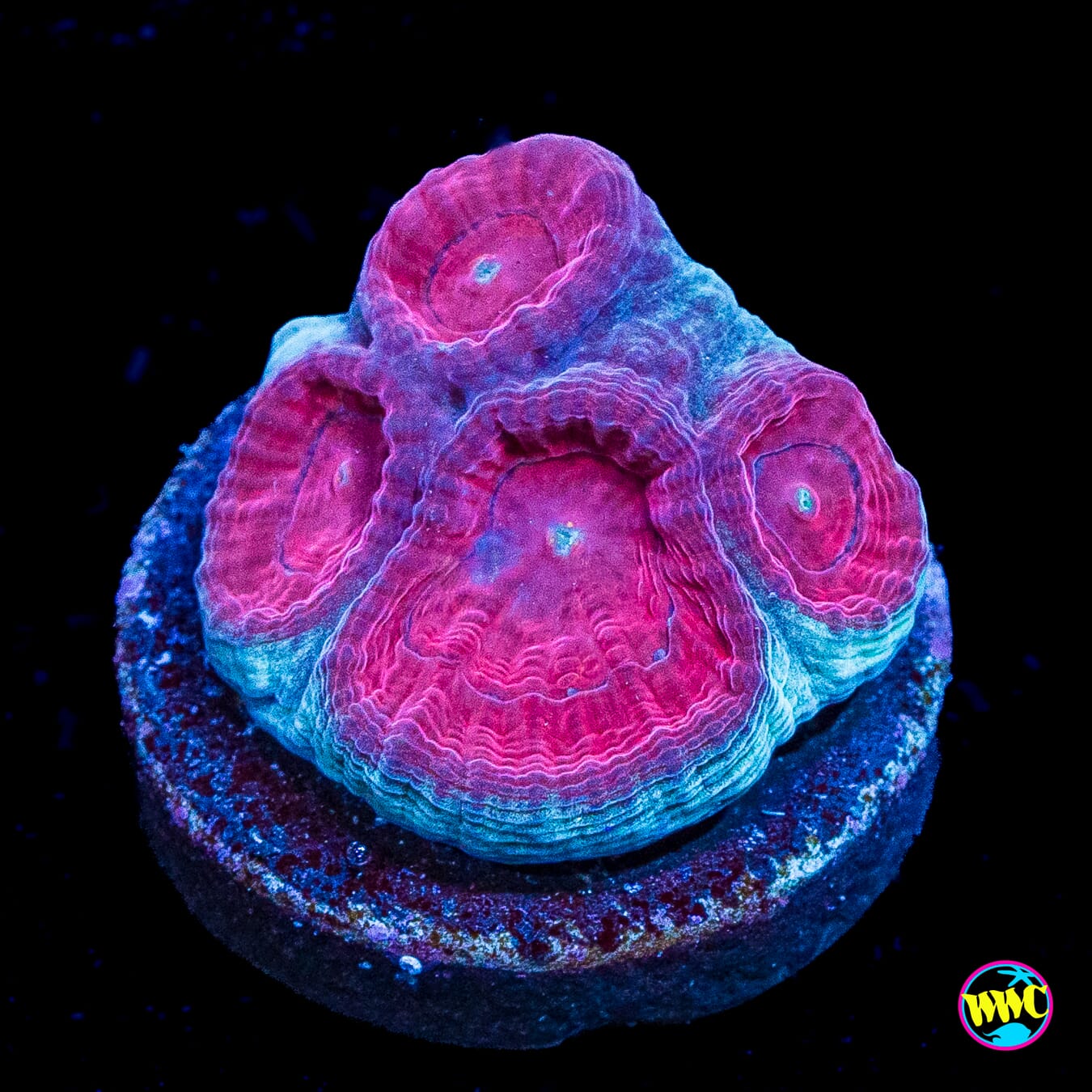 WWC Blood Raven Favia
