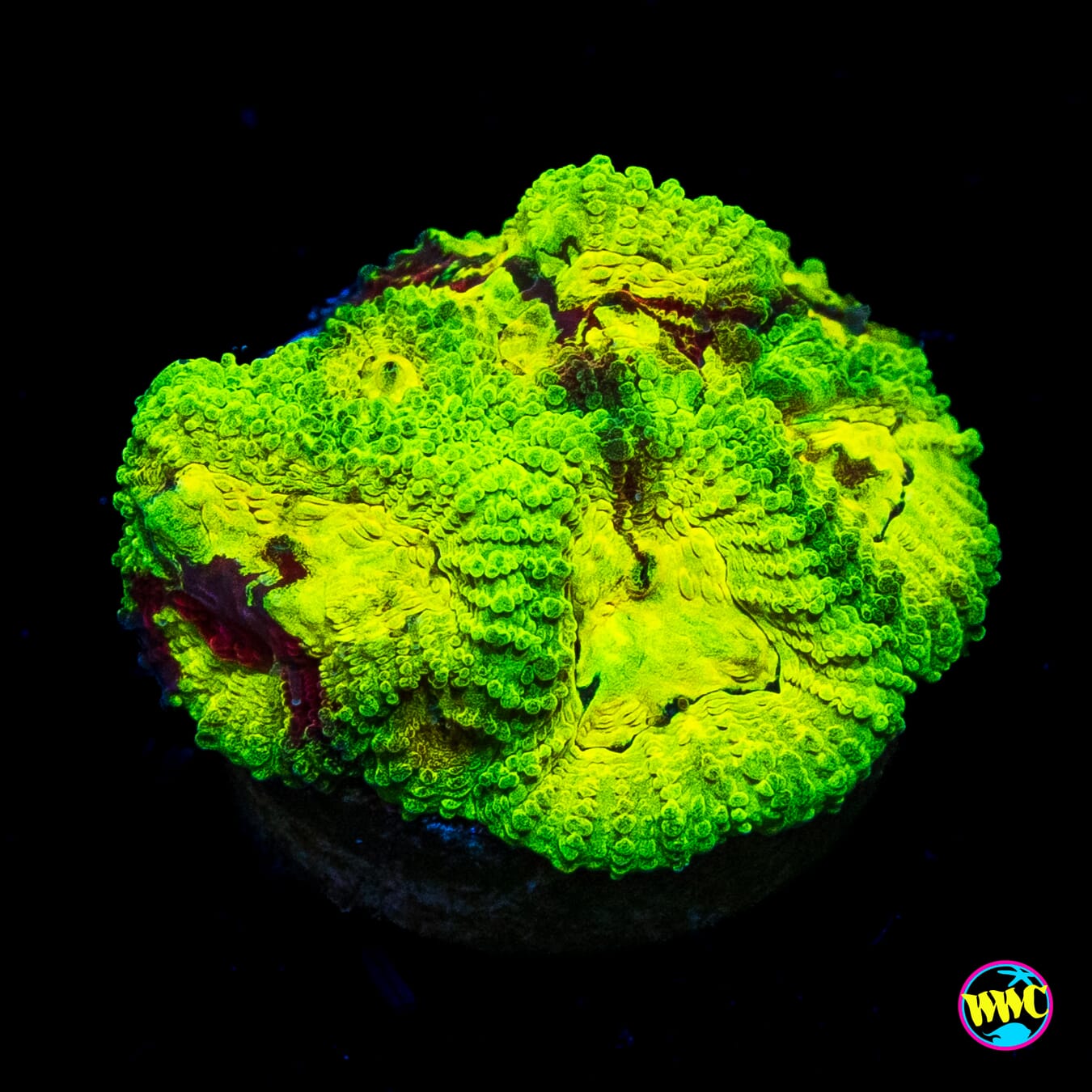 WWC Acid Venom Favia