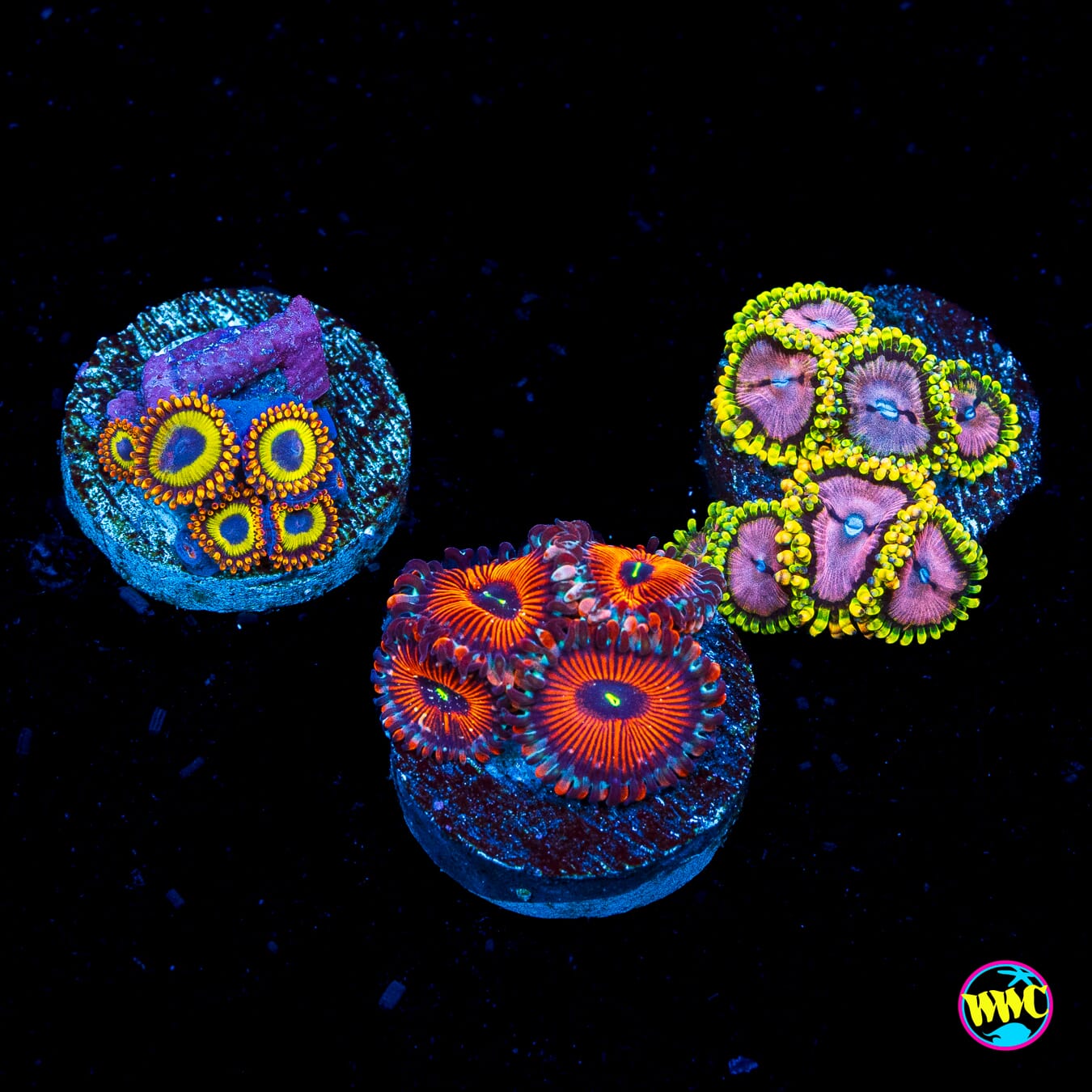 Pack 1 Zoanthids