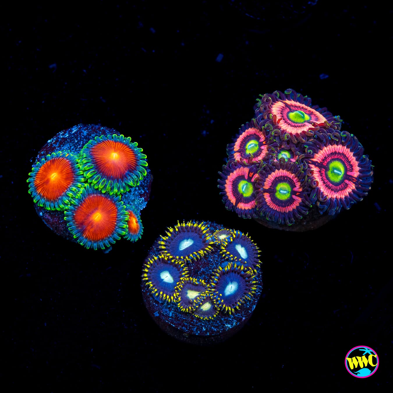 Pack 3 Zoanthids