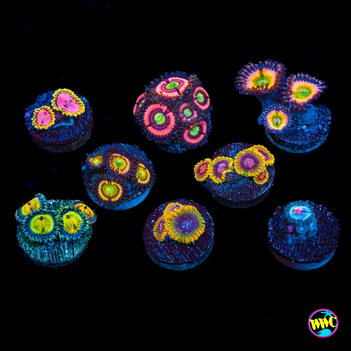 Pack 5 Zoanthids