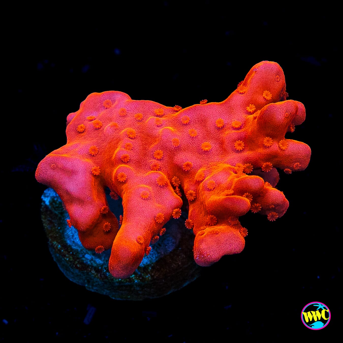 Tyree Orange Setosa Montipora