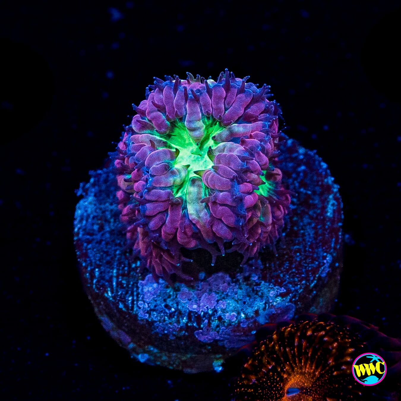 Merletti Blastomussa
