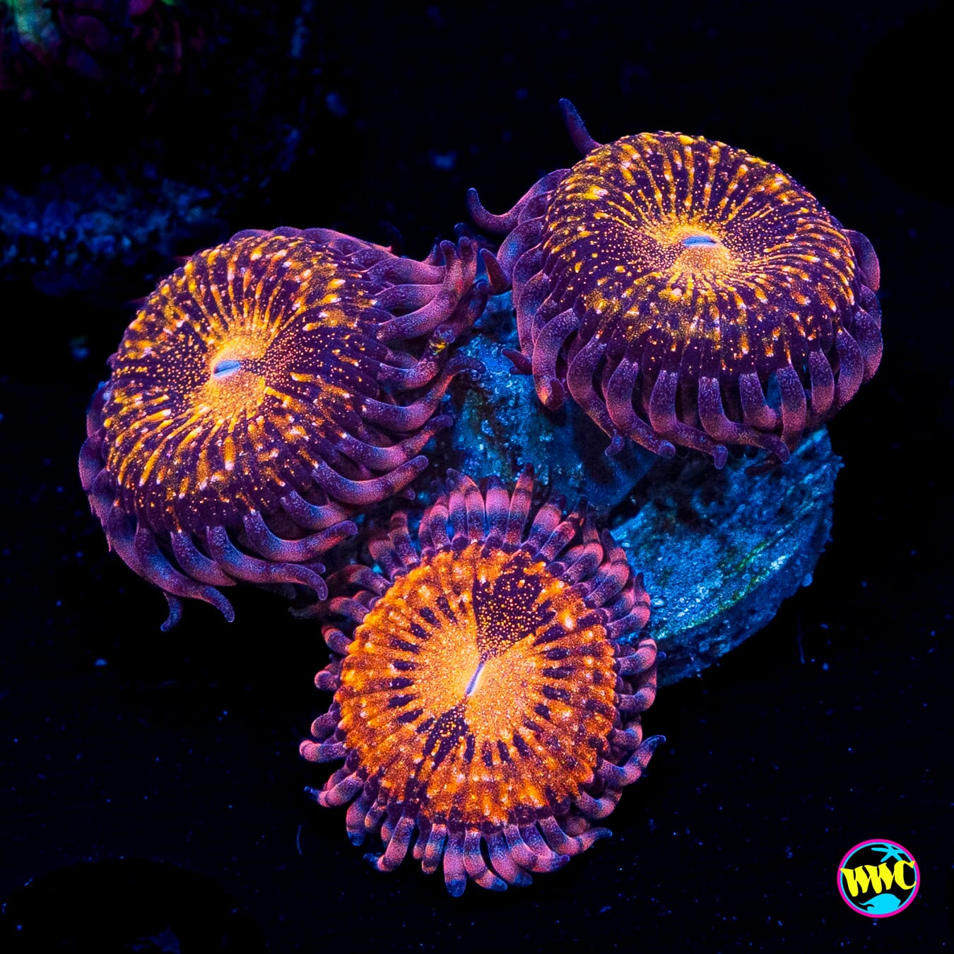 WWC Pandoras Zoanthids