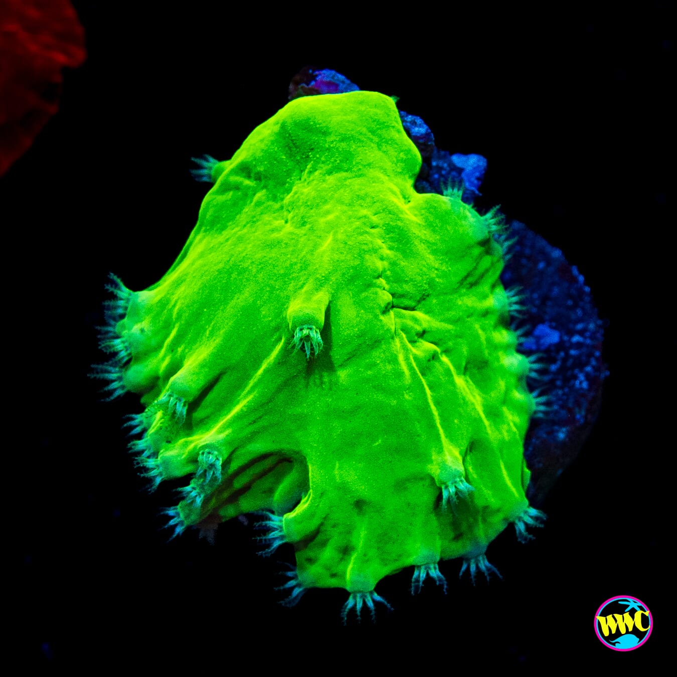 WWC Neon Cabbage Leather
