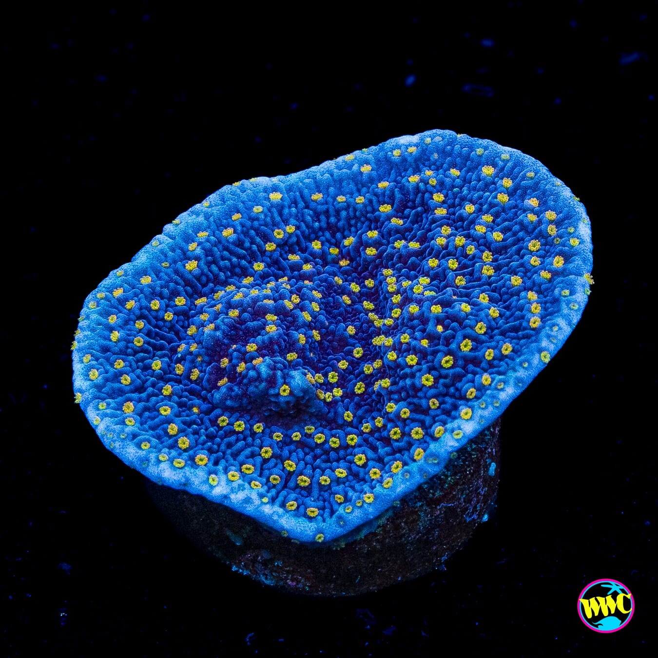 WWC Golden Lantern Montipora