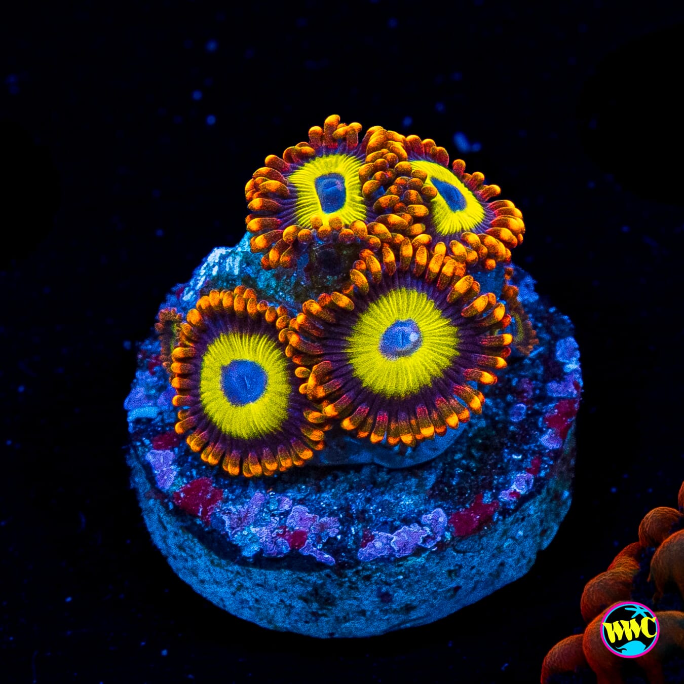 Fruit Loopz Zoanthids