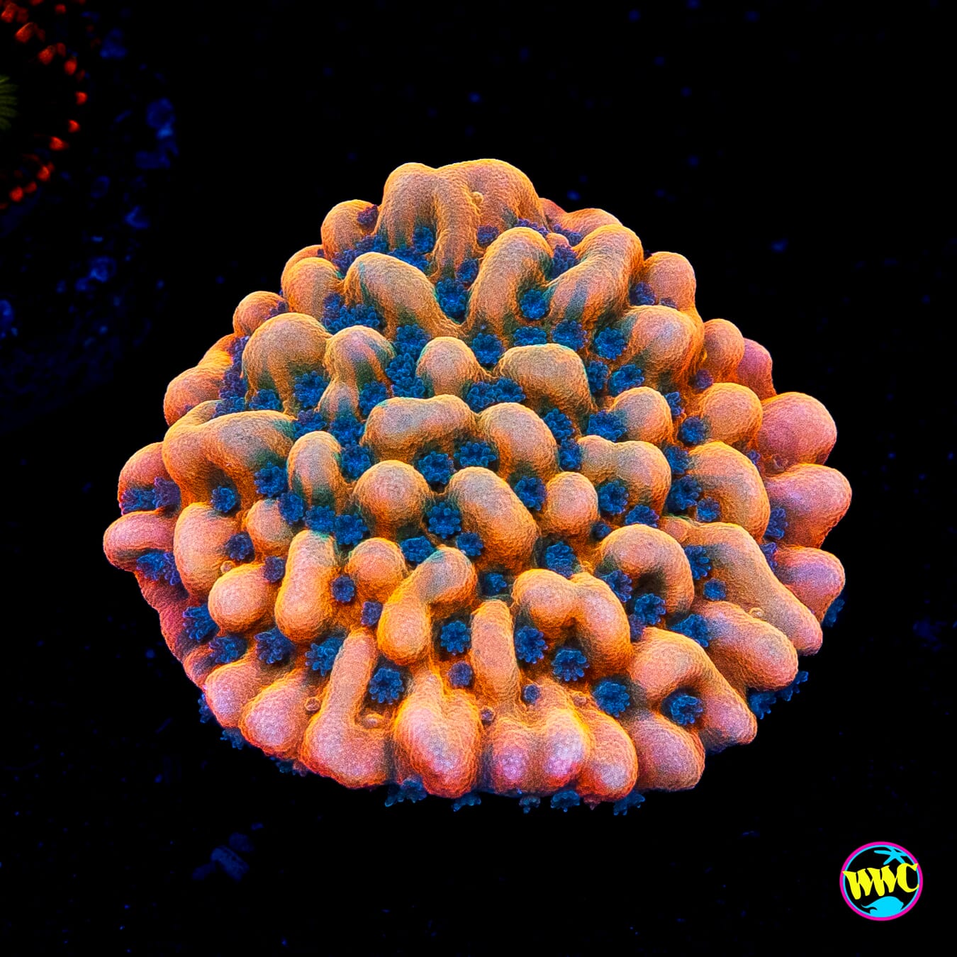 Jason Fox Altered Ego Montipora
